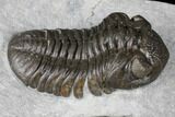 Monster, Eldredgeops Trilobite - Sylvania, Ohio #175643-5